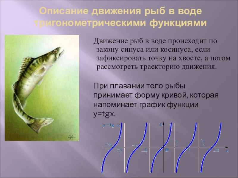 Передвижение рыб в воде. Движение рыб. Движение рыб в воде по закону синуса. Способы передвижения рыб. Движение рыб в воде происходит по закону синуса или косинуса.