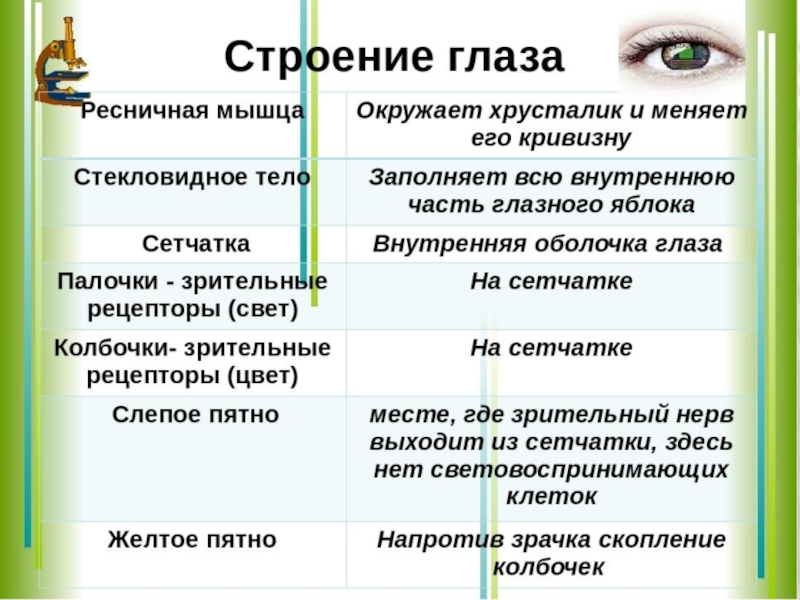 Элементы зрения строение функции. Таблица строение глаза 8 класс биология. Функции частей глаза биология 8 класс. Таблица глаз орган зрения 8 класс биология. Зрительный анализатор строение глаза таблица.