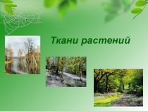 Урок по биологии на темуТкани растений