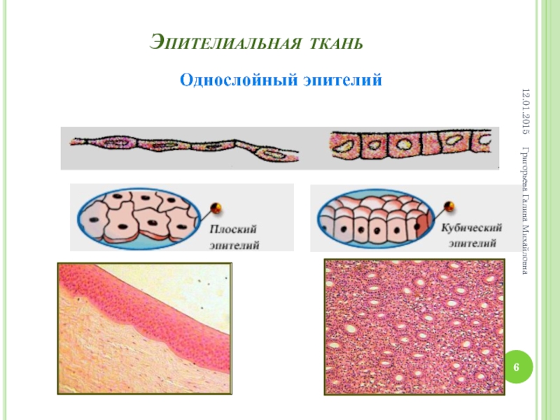 Рисунки видов эпителиальной ткани. Эпителиальная ткань схема. Однослойная эпителиальная ткань. Однослойный плоский эпителий выстилает. Эпителиальная ткань препарат.