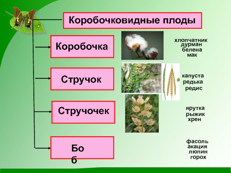 Коробочковидные плоды это