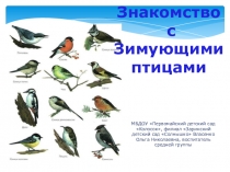 Презентация Знакомство с зимующими птицами
