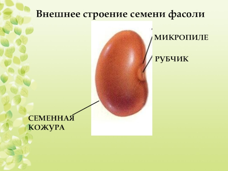 Строение семени фасоли