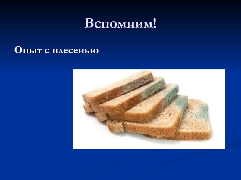 Исследования условий образования и роста плесени на хлебе проект