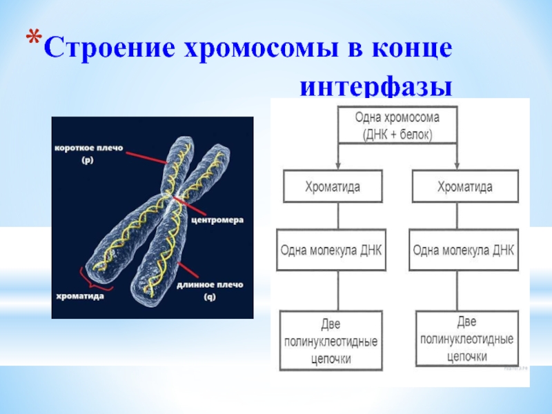 Презентация на тему хромосомы