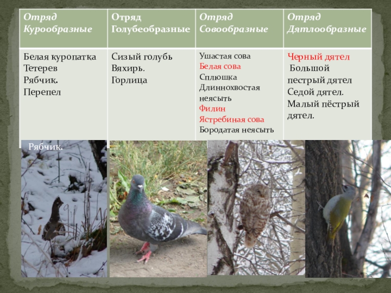 Особенности отряда курообразные. Отряд Голубеобразные представители. Признаки отряда Голубеобразные. Голубеобразные птицы представители. Представители отряда голубинообразых.