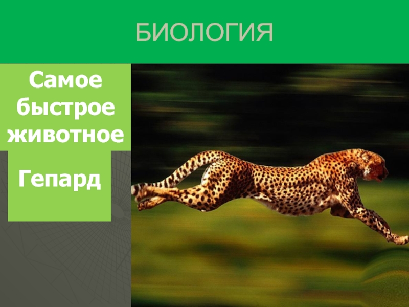 42 биология. Самое быстрое животное в воде. Самое быстрое животное в мире в воде. Самый самый в биологии. Самый быстрое животное топ.