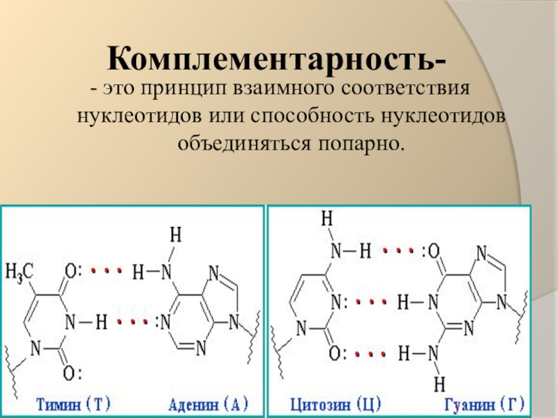 Химические соединения днк. Комплементарность нуклеотидов 10 класс. Комплементарные пары азотистых оснований ДНК. Комплементарные пары нуклеиновых кислот. Комплиментарные пвры РНК.