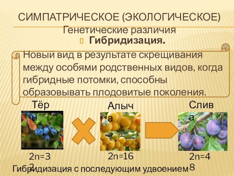 Презентация по биологии отдаленная гибридизация