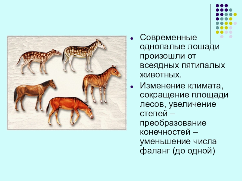 Эволюционные изменения происходят на. Доказательства эволюции животных. Всеядные животные степи. Сообщение на тему доказательства эволюции животных. Однопалая лошадь.