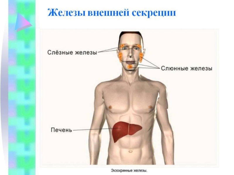 Презентация по биологии 8 класс эндокринная система человека