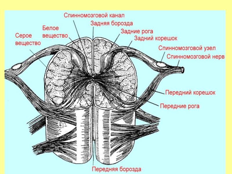 Узлы спинного мозга