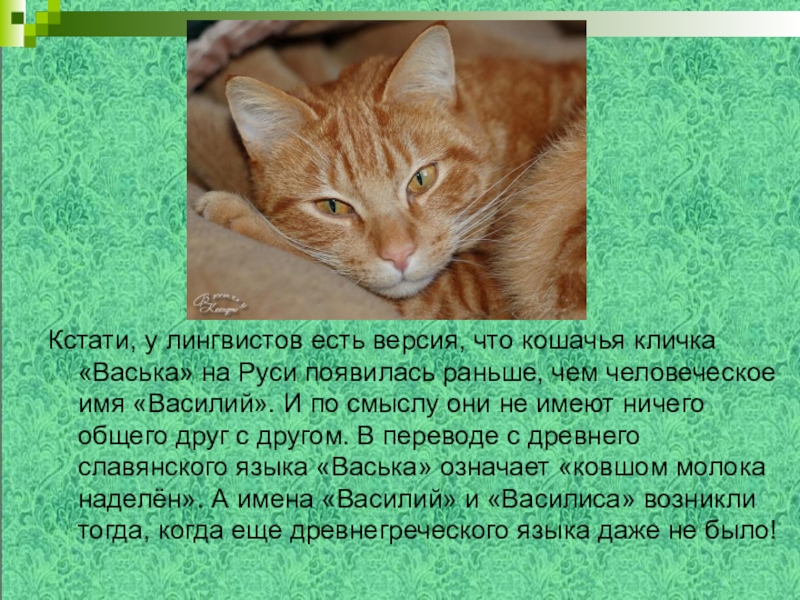 Что означает имя коту