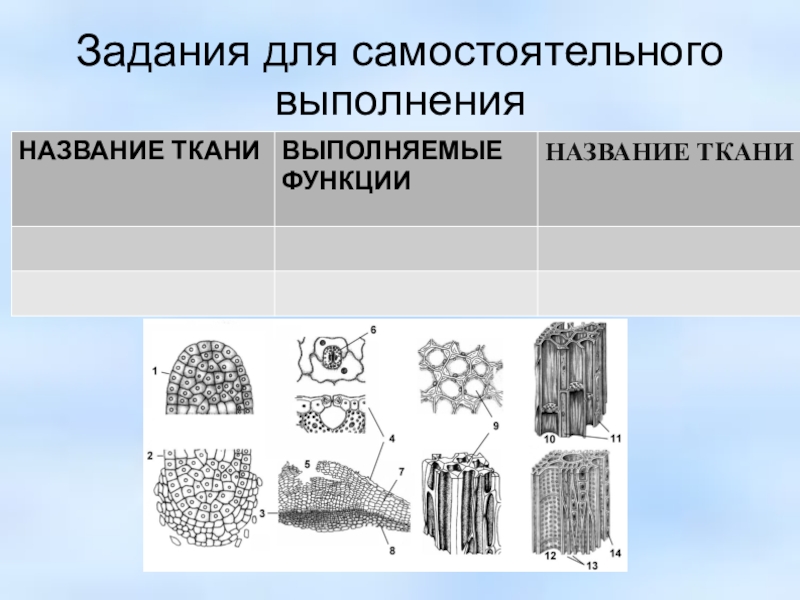 Ткани задание. Поры ткани. Тканевые элементы. Поры выполняемая функция. Ткань и название задание.