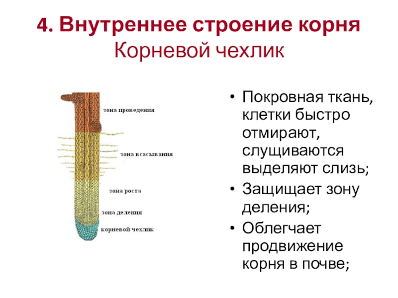 4. Внутреннее строение корня Корневой чехликПокровная ткань, клетки быстро отмирают, слущиваются выделяют слизь;Защищает зону деления;Облегчает продвижение корня