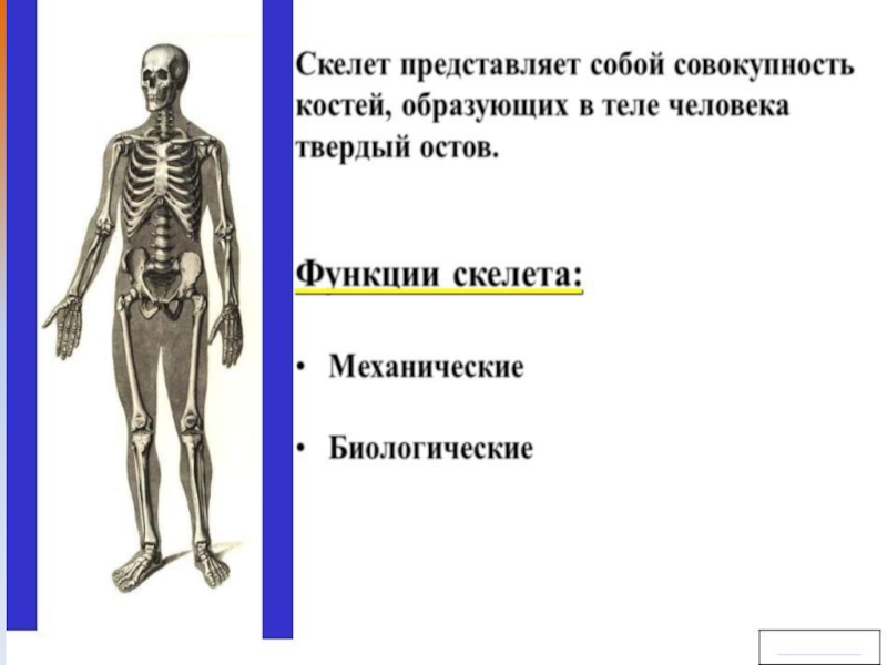 Механической функции скелета человека. Механические функции скелета. Основные функции скелета человека. Биологические функции скелета. Скелет функции скелета.
