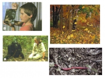 Презентация к уроку Методы биологических исследований