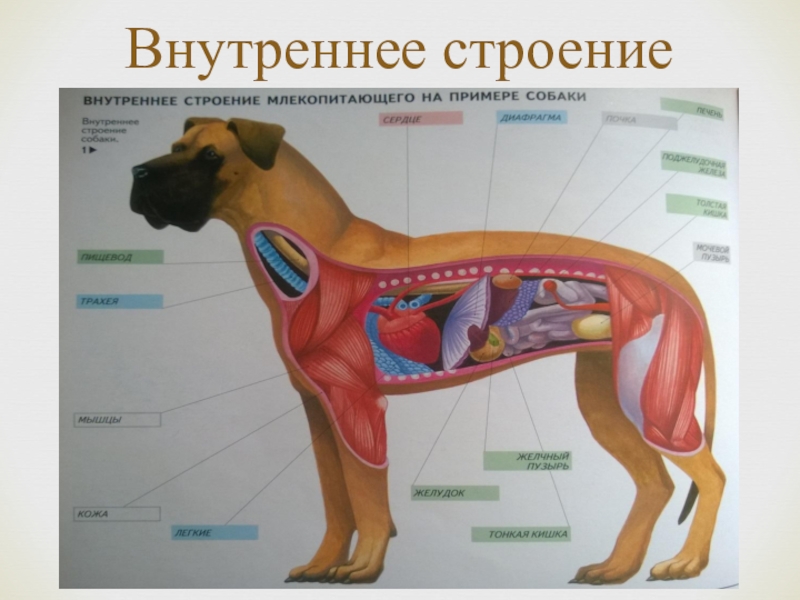 Внутреннее строение органов животных. Строение органов собаки. Внутренне строение собаки. Строение собаки анатомия внутренние органы. Внутренние органы собаки рисунок.