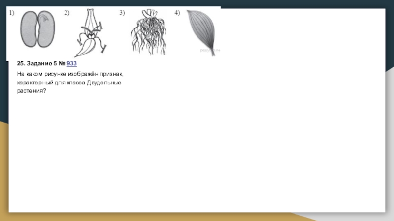 Выбери на каком рисунке изображен признак характерный для класса двудольных растений