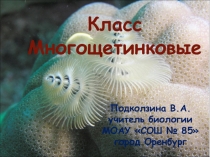 Презентация по биологии на тему Класс Многощетинковые