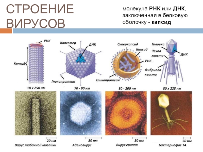 СТРОЕНИЕ ВИРУСОВмолекула РНК или ДНК, заключенная в белковую оболочку - капсид