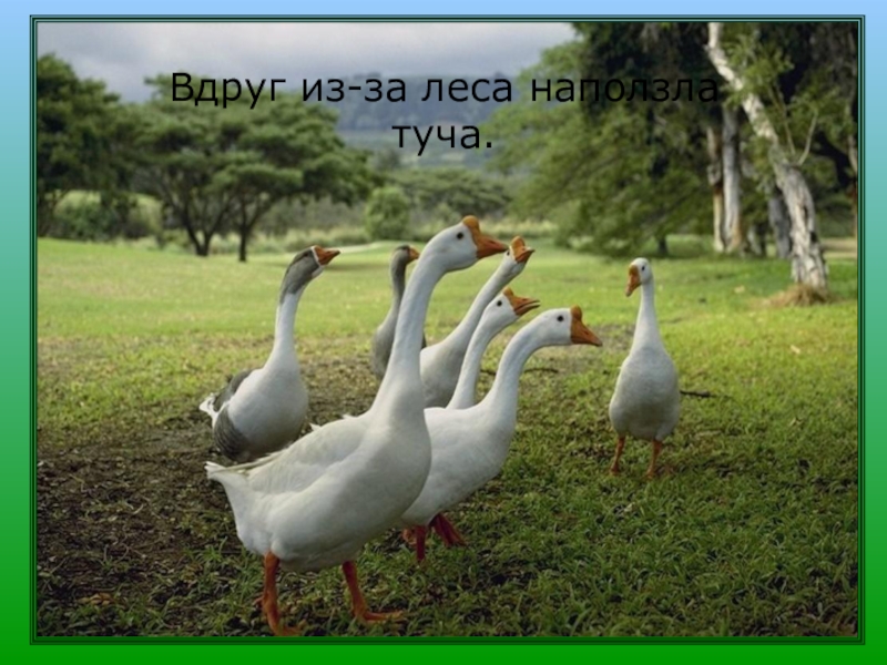 интересное про гусей. интересные факты о гусях. интересное о гусях. интересные факты о гусях. интересные факты о гусях домашних.