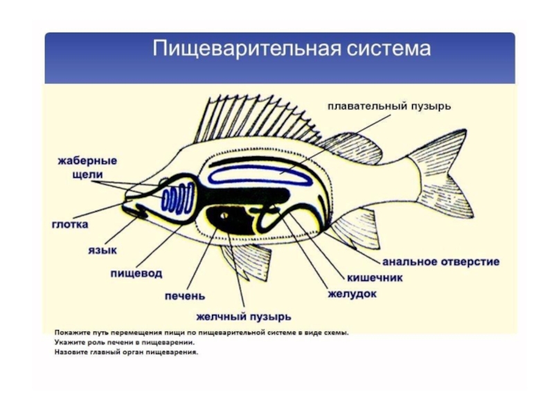 Пищеварительная система рыбы рисунок