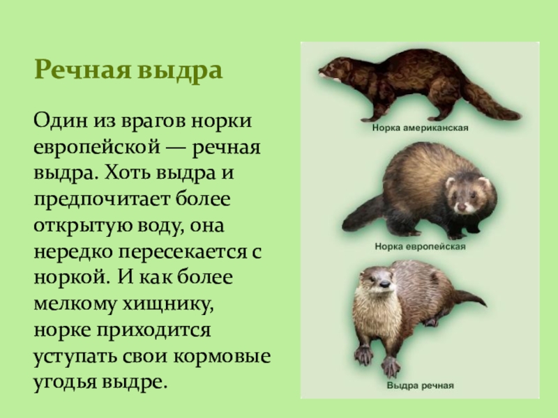 Конкуренция основа поддержания видовой структуры биоценоза 9 класс презентация