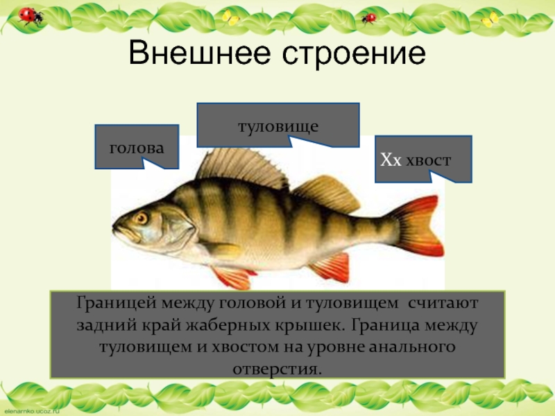 Внешнее строениеГраницей между головой и туловищем считают задний край жаберных крышек. Граница между туловищем и хвостом на