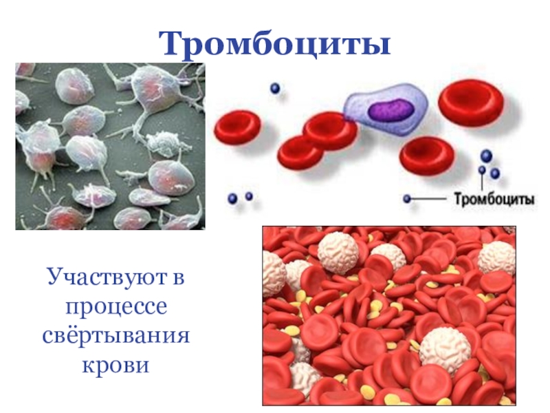 Тромбоциты картинки для презентации