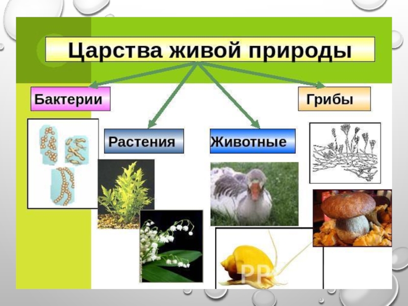 Как называется изображение живой природы как живого существа