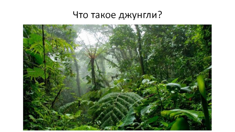 Что такое джунгли история 5 класс. Что растет в тропическом лесу. Богатая растительность. Тропический лес Индии доклад. Доклад где растут тропические леса 2 класс.