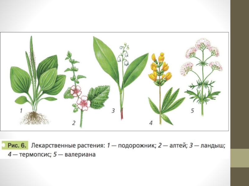 Схема соцветия подорожника