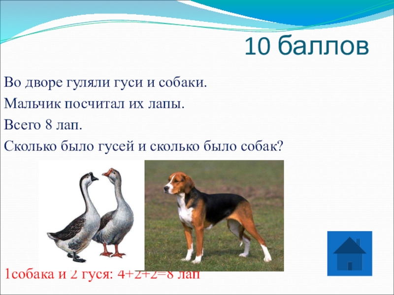 Задача про лапы. Гуси гуляют. Задачи про лапы. Решение задачки с собаками и лапами. Гусь и пес.