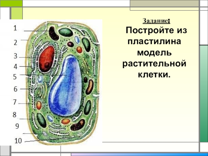 Проект по биологии 5 класс