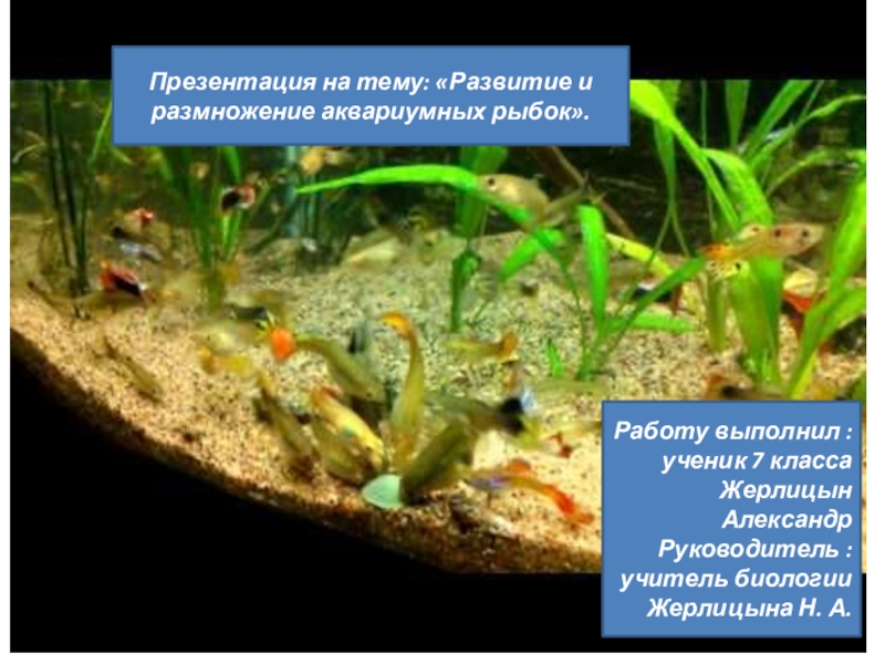 Развитие и размножение аквариумных рыбок
