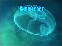 Презентация к элективному курсу Физика в природе на тему Живой свет