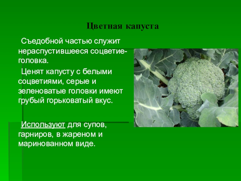 Тесть и капуста. Характеристика капусты. Капуста для презентации. Общая характеристика капусты. Культурные растения капуста.