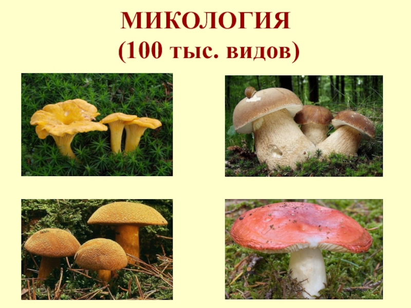 Микология презентация 5 класс