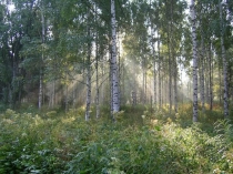 Презентация по окружающему миру 1 класс на тему Кто такие звери (УМК Школа России