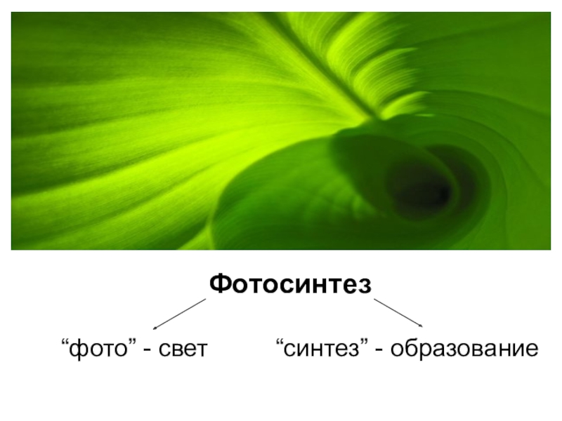 Значение фотосинтеза для растений 5 класс. Фотосинтез. Синтез фотосинтез. Значение фотосинтеза. Фотосинтез картинки.