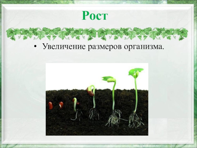 Рост увеличение размеров. Увеличение размеров живого организма. Размеры организмов. Типы роста организма.