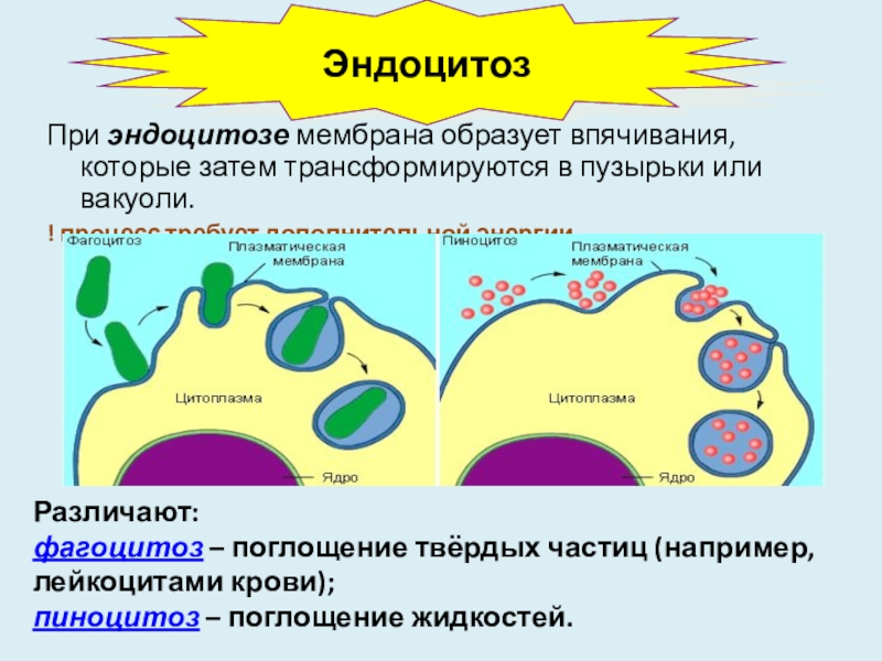 Фагоцитоз захват клеткой. Эндоцитоз. Фагоцитоз пиноцитоз экзоцитоз. Эндоцитоз процесс. Эндоцитоз и экзоцитоз.