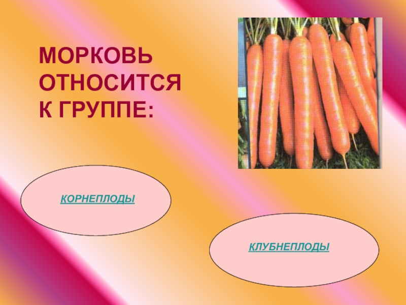 Морковь является растением. К клубнеплодам относятся морковь. Морковь относится к группе. Овощи которые относятся к группе корнеплодов. Корнеплодам относят морковь.
