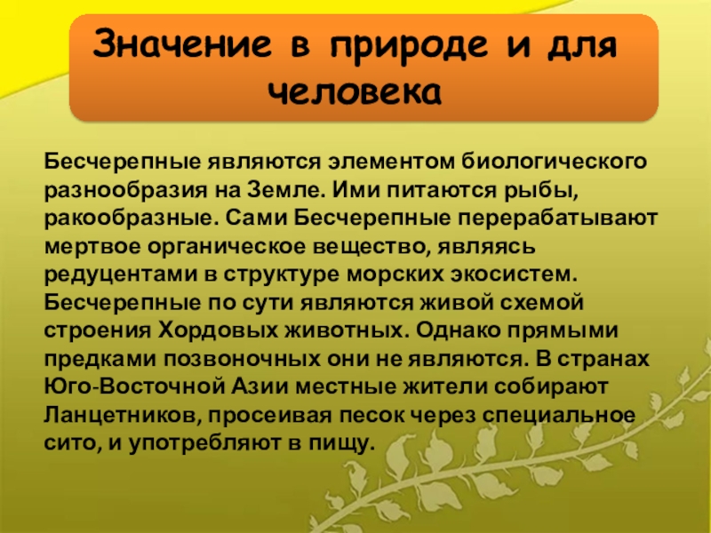 8 значений человека в природе. Бесчерепные значение в природе и жизни человека. Значение хордовых в природе. Значение бесчерепных в природе. Значение хордовых в природе человека.