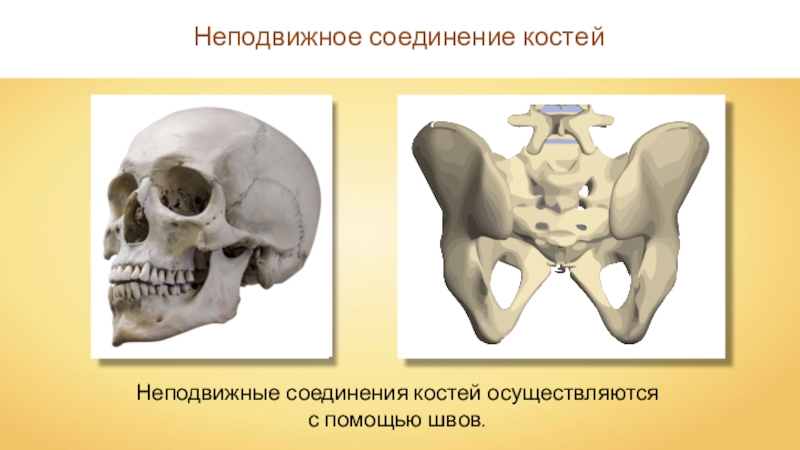 Кости скелета человека соединены неподвижно. Неподвижное соединение костей. Не подвижной соединение костей. Кости с неподвижным соединением. Неподвижные кости в скелете человека.