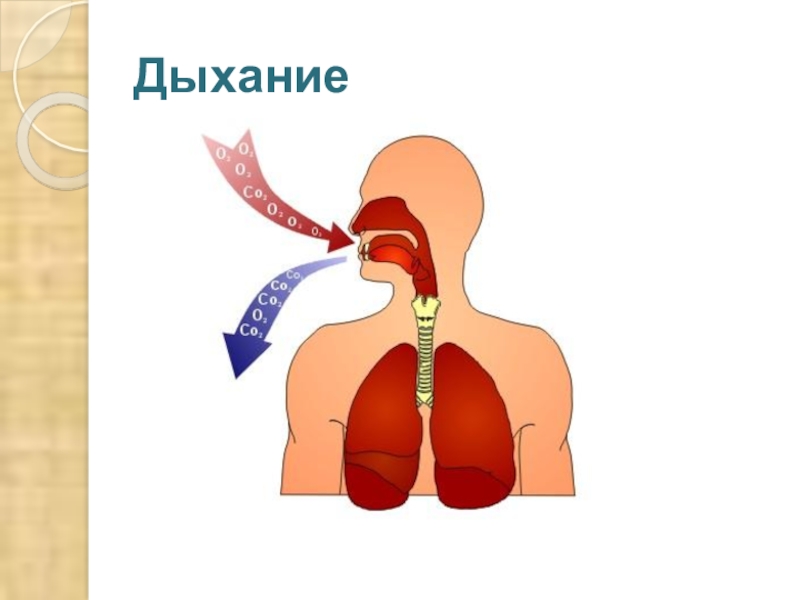 Для чего нужно дыхание. Процесс дыхания. Дыхательный процесс. Процесс дыхания человека. Человек дышит схема.