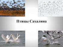 Птицы Сахалина