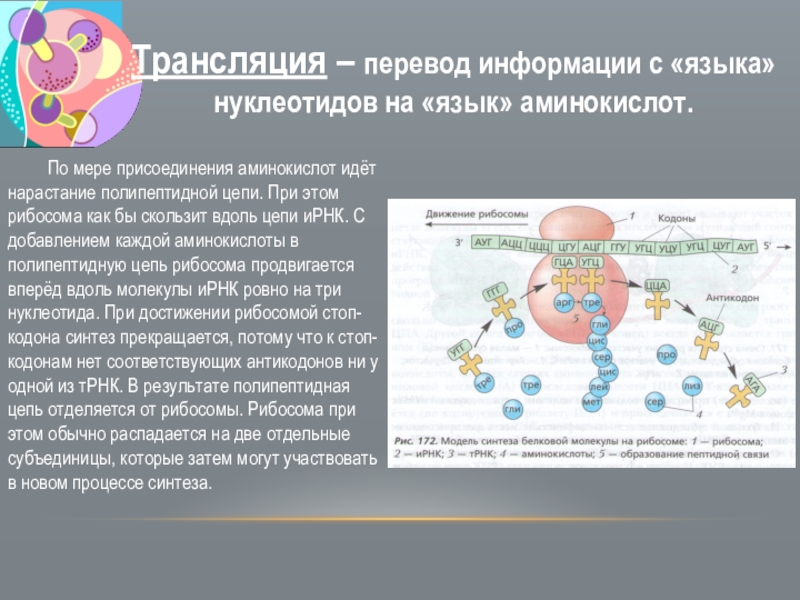 Ирнк белок процесс. Аминокислоты в полипептидной цепи. Аминокислоты рибосомы. Синтез белка из аминокислот. Присоединение аминокислот.