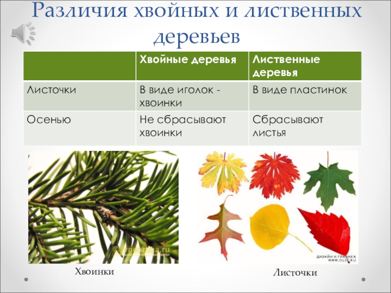Хвойные отличие. Чем отличаются хвойные деревья от лиственных. Хвойные и лиственные растения отличия. Хвоя и лиственные различие. Различия хвойных.